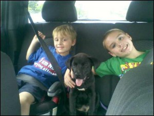 keep-pet-safe-in-car